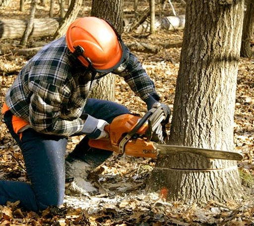 Tree Removal in Tracys Landing, MD